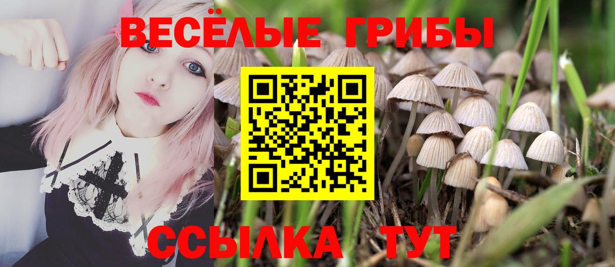 Псилоцибиновые грибы Psilocybe Каменск-Шахтинский